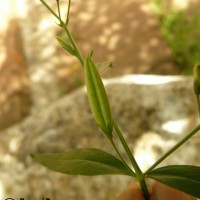 Andrographis paniculata (Burm.f.) Nees